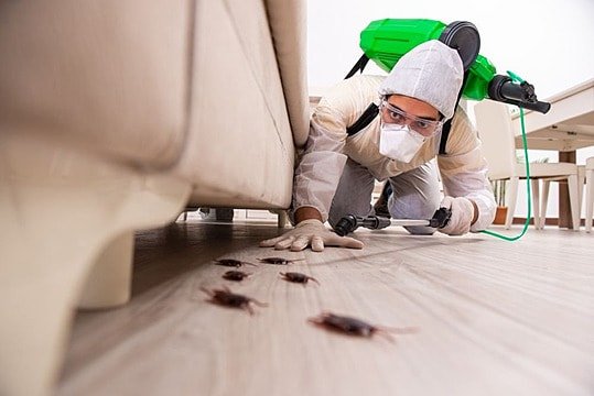 cockroaches treatment 