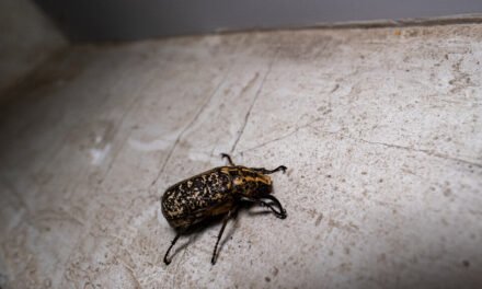Identifying Termites in Your Home: Key Signs and Effective Control Tips