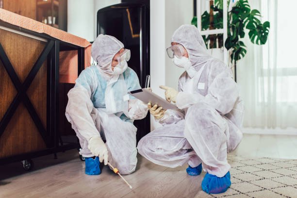 Essential Safety Measures to Consider Before Hiring Termite Control Services